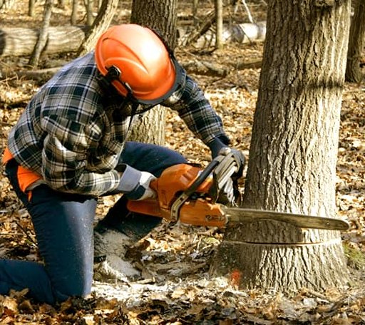 Tree Removal in Gracewood, GA